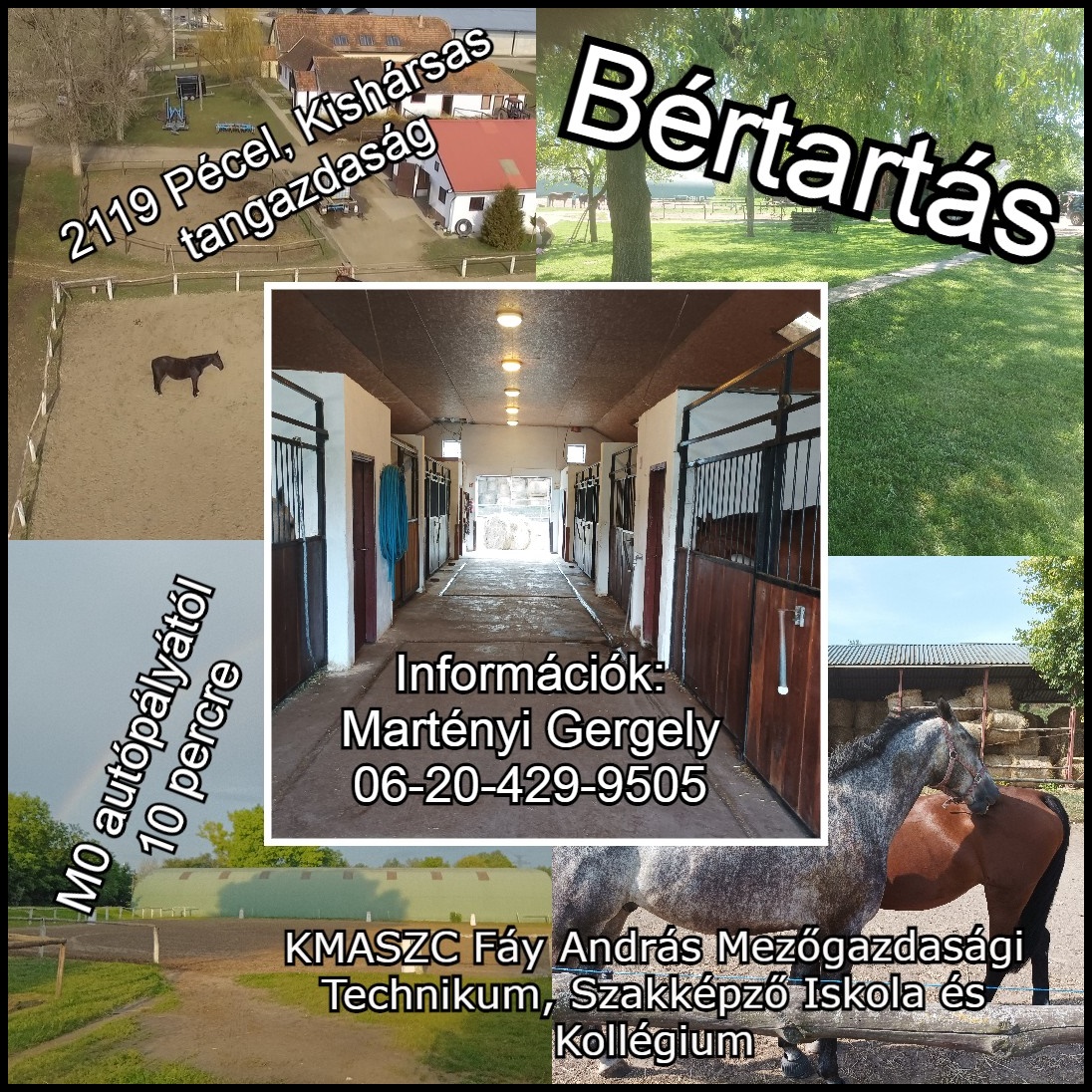 Bértartás – Kishársas tangazdaság